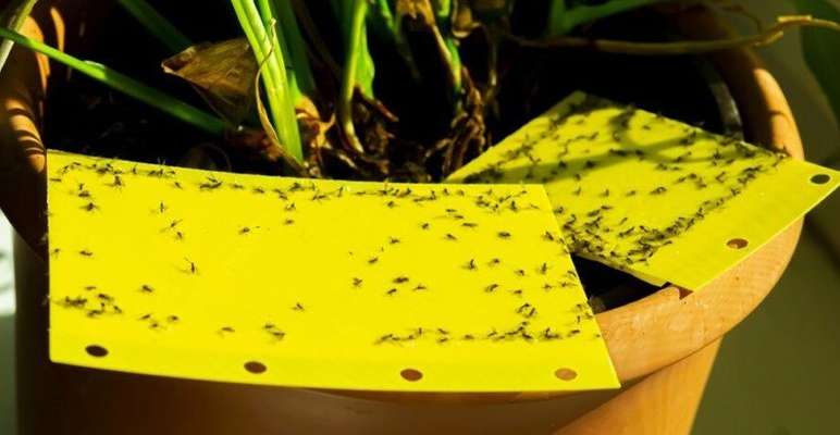 چسب‌رول‌ها و چسب کارت‌های جذب کننده حشرات برای نخستین‌بار در کشور دانش‌بنیان شد