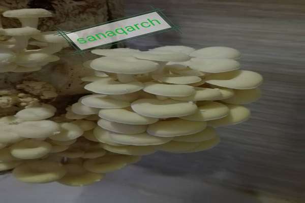 تولید قارچ صدفی رنگی با خواص درمانی در پارک علم و فناوری آذربایجان‌غربی