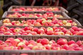 افزایش عمر انبارمانی میوه سیب
     
      افزایش عمر انبارمانی میوه سیب
     
      افزایش عمر انبارمانی میوه سیب