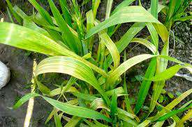 علائم کمبود عناصر در گیاه گندم
     
      علائم کمبود عناصر در گیاه گندم
     
      علائم کمبود عناصر در گیاه گندم