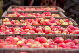 دستورالعمل ضدعفونی میوه سیب جهت صادرات
     
      دستورالعمل ضدعفونی میوه سیب جهت صادرات
     
      دستورالعمل ضدعفونی میوه سیب جهت صادرات