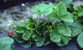 کنه سیکلامن (توت فرنگی)
     
      کنه سیکلامن (توت فرنگی)
     
      کنه سیکلامن (توت فرنگی)