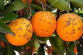 لکه سیاه مرکبات (Citrus Black Spot)
     
      لکه سیاه مرکبات (Citrus Black Spot)
     
      لکه سیاه مرکبات (Citrus Black Spot)