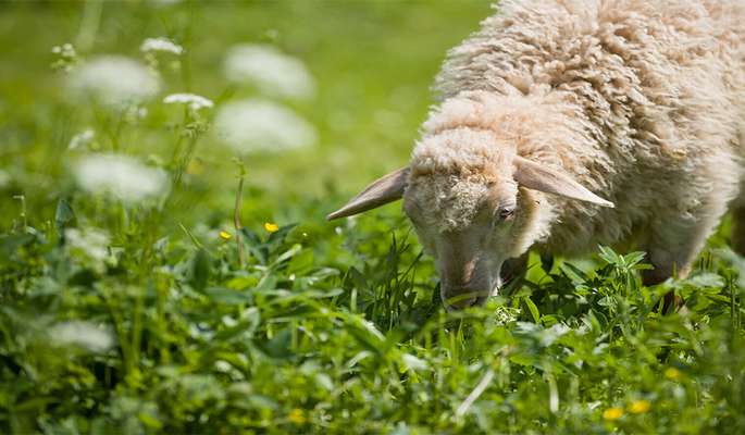 علت پرخوری بز یا گوسفند چیست؟
     
      علت پرخوری بز یا گوسفند چیست؟
     
      علت پرخوری بز یا گوسفند چیست؟