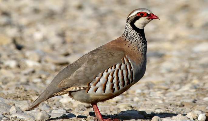 خواص گوشت کبک و پرورش آن
     
      خواص گوشت کبک و پرورش آن
     
      خواص گوشت کبک و پرورش آن