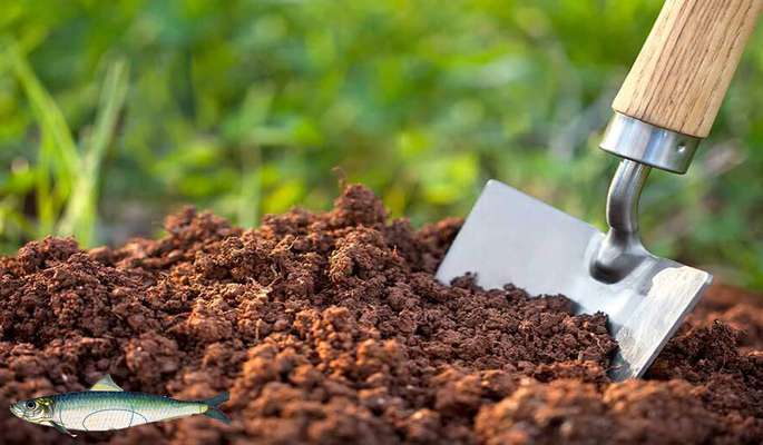 خواص کود ماهی برای درختان مرکبات
     
      خواص کود ماهی برای درختان مرکبات
     
      خواص کود ماهی برای درختان مرکبات