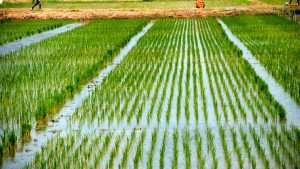 معرفی پنج رقم جدید برنج توسط هسته مستقر در مرکز رشد