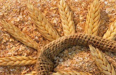 قیمت سبوس گندم ۱۲۵۰ تومان تعیین شد