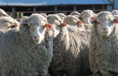 ۴ دلیلی که مردم گوسفند قربانی را باید از مراکز عرضه بهداشتی تهیه کنند