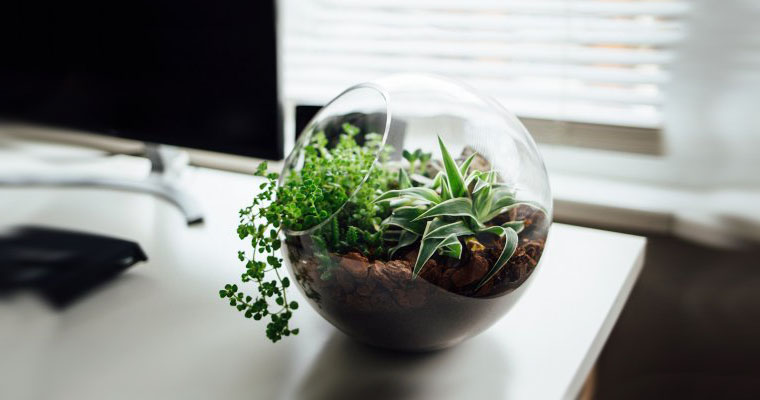 هفت گیاه مناسب برای نگه داری در دفتر و میز کار